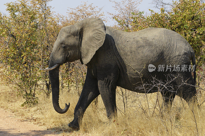 在津巴布韦丛林中的非洲象Loxodonta africana